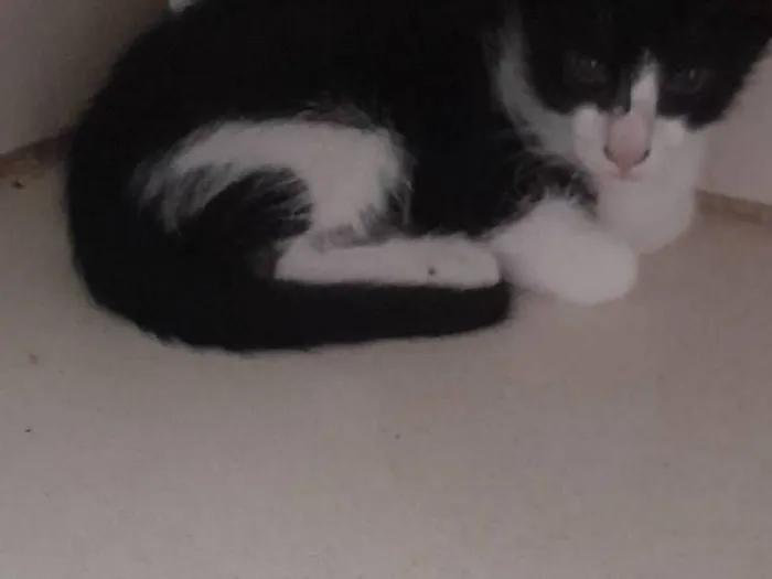 Gato raça SRD-ViraLata idade 2 a 6 meses nome frajola