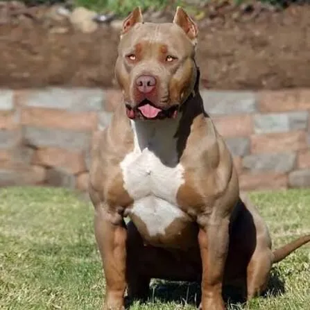 Cachorro raça Rottweiler idade 7 a 11 meses nome Marcos Antônio cavalo e cachorro