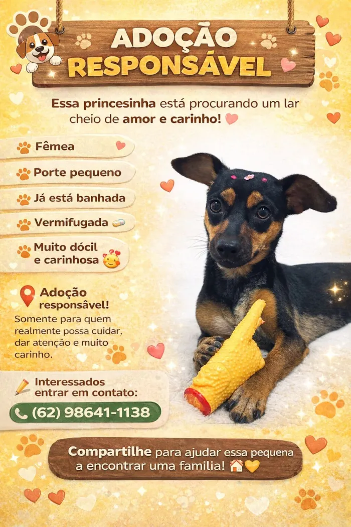 Cachorro raça SRD-ViraLata idade 1 ano nome belinha