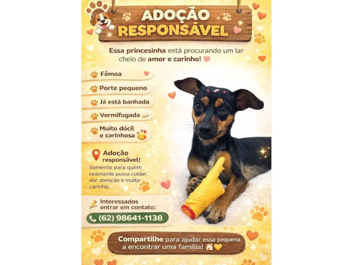 Cachorro raça SRD-ViraLata idade 1 ano nome belinha