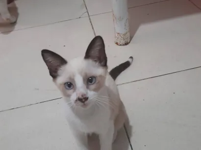 Gato raça SRD-ViraLata idade 2 a 6 meses nome Joaquim