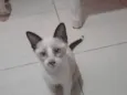 Gato raça SRD-ViraLata idade 2 a 6 meses nome Joaquim