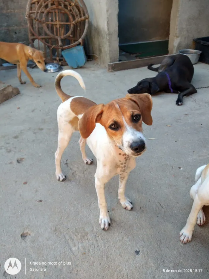 Cachorro raça SRD-ViraLata idade 2 a 6 meses nome nina