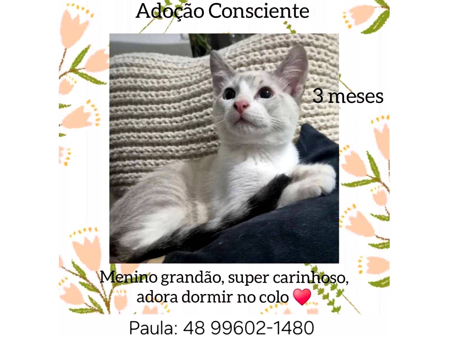 Gato raça SRD-ViraLata idade 2 a 6 meses nome fofo