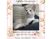 Gato raça SRD-ViraLata idade 2 a 6 meses nome fofo