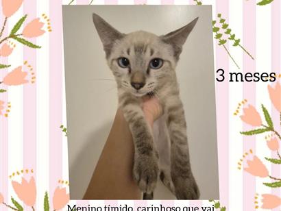 Gato raça SRD-ViraLata idade 2 a 6 meses nome fofinho