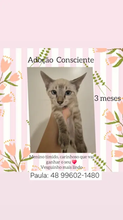 Gato raça SRD-ViraLata idade 2 a 6 meses nome fofinho