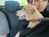 Cachorro raça SRD-ViraLata idade 5 anos nome Theo