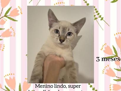 Gato raça SRD-ViraLata idade 2 a 6 meses nome carinhoso 