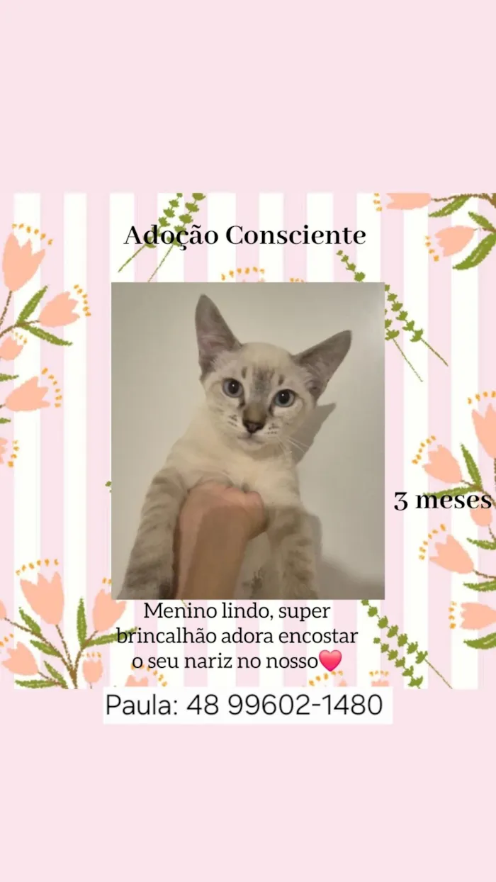 Gato raça SRD-ViraLata idade 2 a 6 meses nome carinhoso 