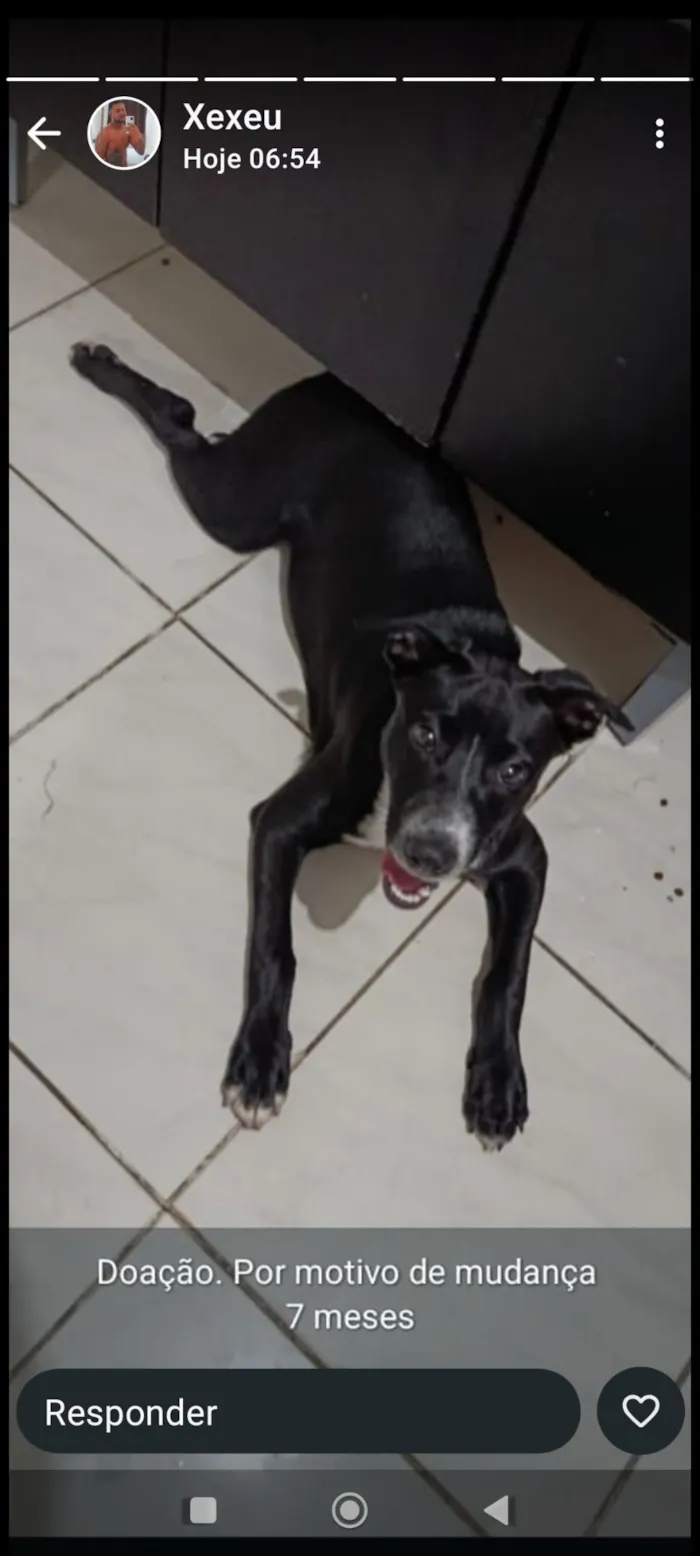 Cachorro raça Pit-Bull idade 7 a 11 meses nome zeus