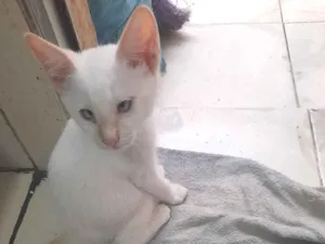 Gato raça SRD-ViraLata idade 2 a 6 meses nome floquinho