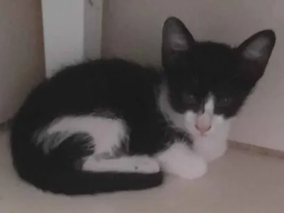 Gato raça SRD-ViraLata idade 2 a 6 meses nome frajola