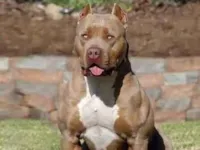 Cachorro raça Rottweiler idade 7 a 11 meses nome Marcos Antônio cavalo e cachorro