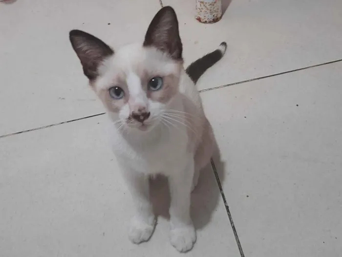 Gato raça SRD-ViraLata idade 2 a 6 meses nome Joaquim 