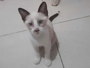 Gato raça SRD-ViraLata idade 2 a 6 meses nome Joaquim 