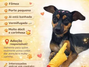 Cachorro raça SRD-ViraLata idade 1 ano nome belinha