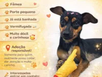 Cachorro raça SRD-ViraLata idade 1 ano nome belinha