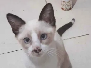 Gato raça SRD-ViraLata idade 2 a 6 meses nome Joaquim