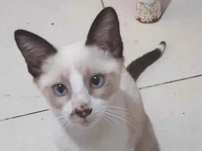 Gato raça SRD-ViraLata idade 2 a 6 meses nome Joaquim
