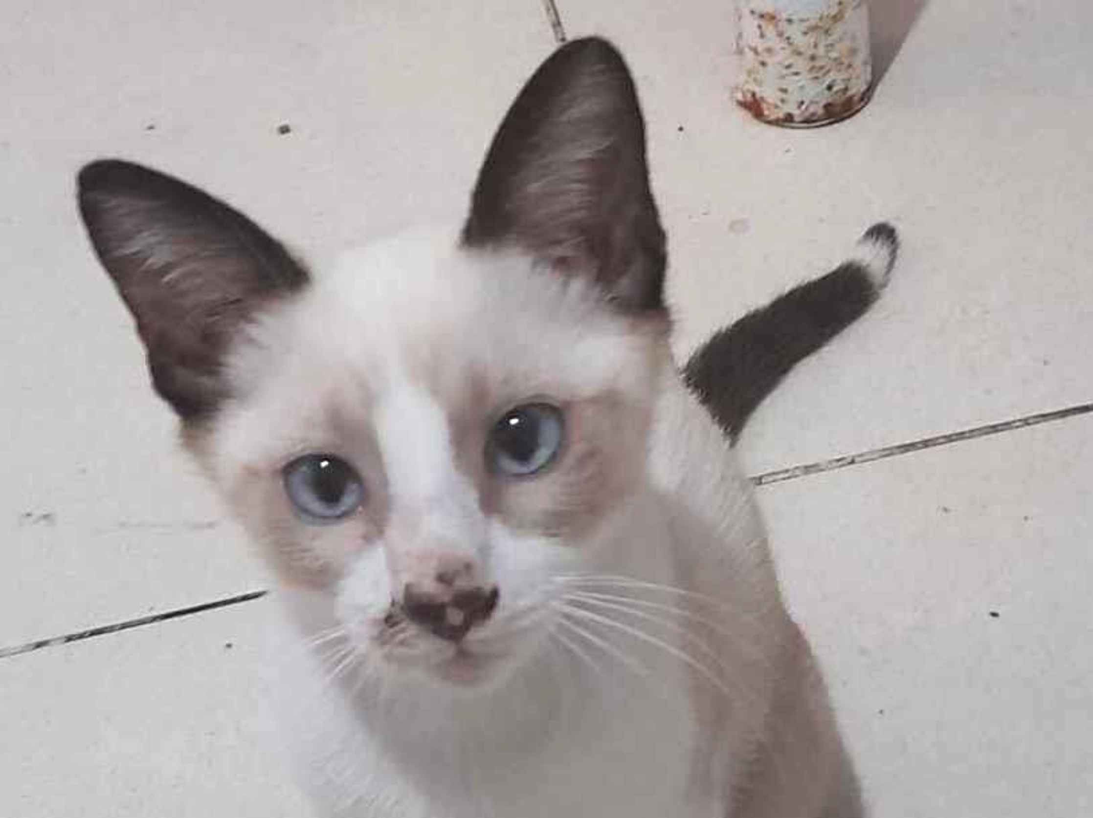 Gato raça SRD-ViraLata idade 2 a 6 meses nome Joaquim