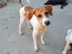 Cachorro raça SRD-ViraLata idade 2 a 6 meses nome nina