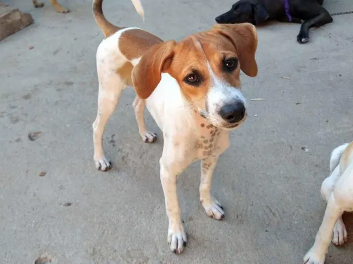 Cachorro raça SRD-ViraLata idade 2 a 6 meses nome nina