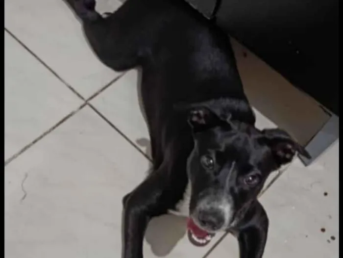 Cachorro raça Pit-Bull idade 7 a 11 meses nome zeus