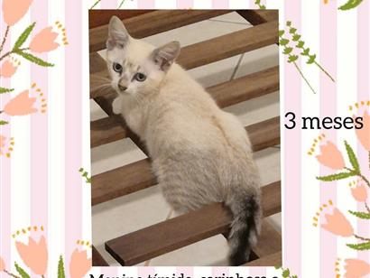 Gato raça SRD-ViraLata idade 2 a 6 meses nome fofinha