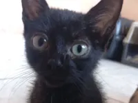 Gato raça SRD-ViraLata idade 2 a 6 meses nome Pietro 