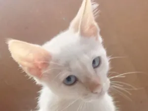 Gato raça SRD-ViraLata idade 2 a 6 meses nome Pingo 