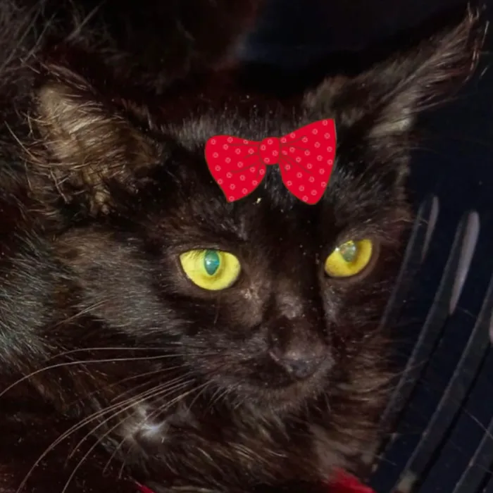 Gato raça SRD-ViraLata idade 7 a 11 meses nome Perola 