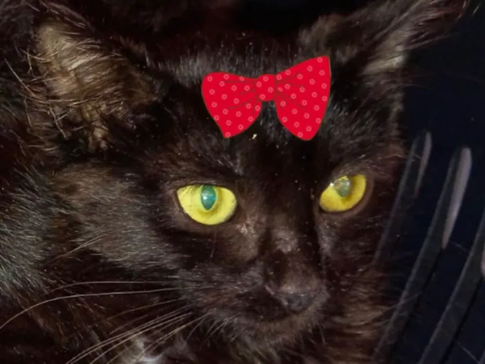 Gato raça SRD-ViraLata idade 7 a 11 meses nome Perola 