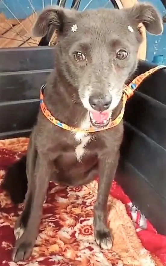 Cachorro raça SRD-ViraLata idade 3 anos nome Avelã