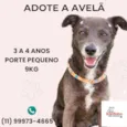 Cachorro raça SRD-ViraLata idade 3 anos nome Avelã