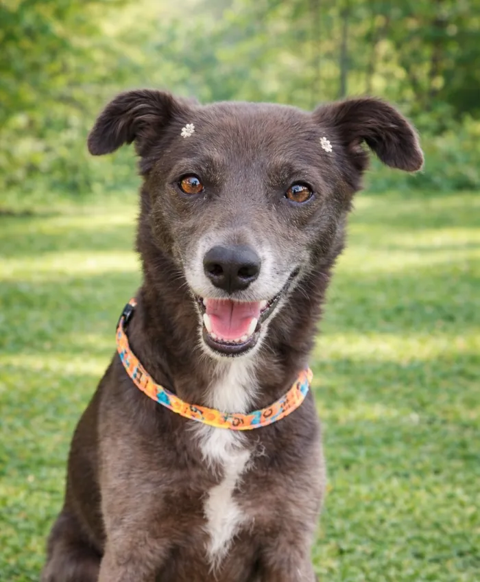 Cachorro raça SRD-ViraLata idade 3 anos nome Avelã