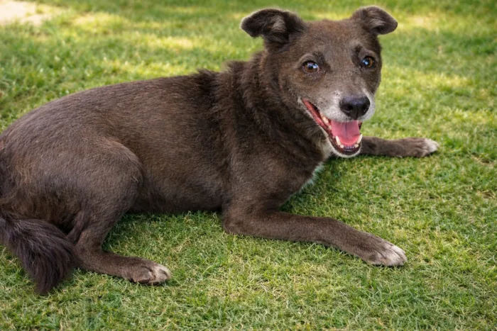 Cachorro raça SRD-ViraLata idade 3 anos nome Avelã