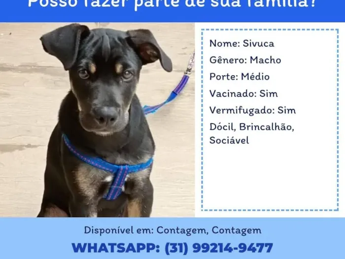 Cachorro raça SRD-ViraLata idade 2 a 6 meses nome savuca