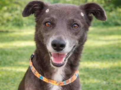 Cachorro raça SRD-ViraLata idade 3 anos nome Avelã