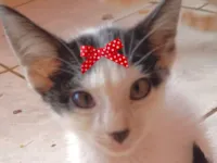 Gato raça SRD-ViraLata idade 2 a 6 meses nome Tina 