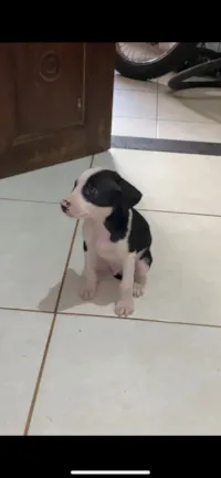 Cachorro raça Pit-Bull idade 2 a 6 meses nome Andreza 
