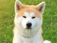 Cachorro raça SRD-ViraLata idade 2 anos nome Piter