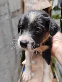 Cachorro raça SRD-ViraLata idade 2 a 6 meses nome sem nome 