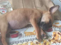 Cachorro raça SRD-ViraLata idade 2 a 6 meses nome n tem nome 