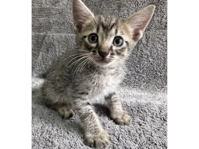 Gato raça SRD-ViraLata idade 2 a 6 meses nome Filhote 