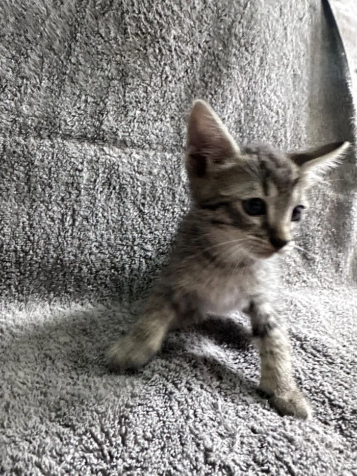 Gato raça SRD-ViraLata idade 2 a 6 meses nome Filhote fêmea 