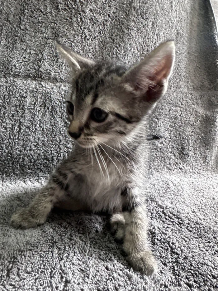 Gato raça SRD-ViraLata idade 2 a 6 meses nome Filhote fêmea 