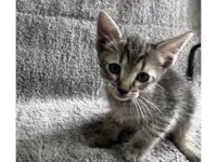 Gato raça SRD-ViraLata idade 2 a 6 meses nome Filhote fêmea 