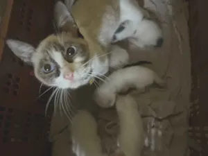 Gato raça SRD-ViraLata idade 1 ano nome Mel