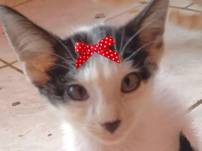 Gato raça SRD-ViraLata idade 2 a 6 meses nome Tina 